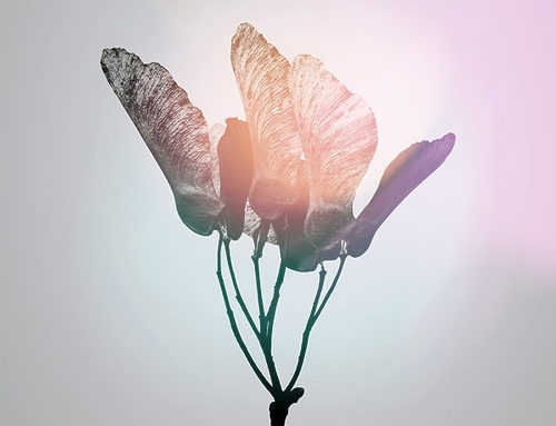 Empezar una psicoterapia: una guía